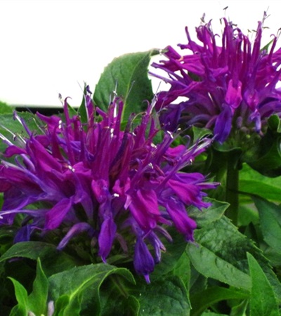 Bee Balm Balmy™ Lilac